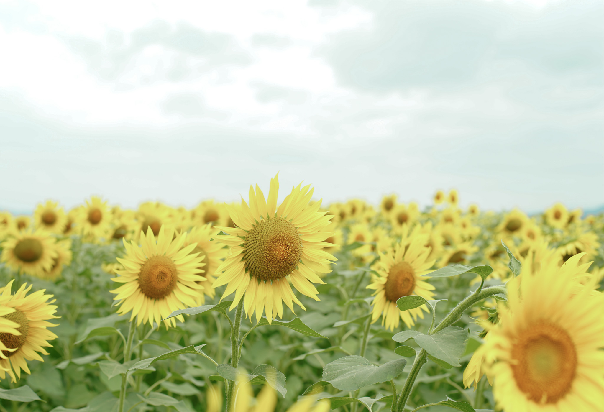 韮崎の訪問看護ひまわり